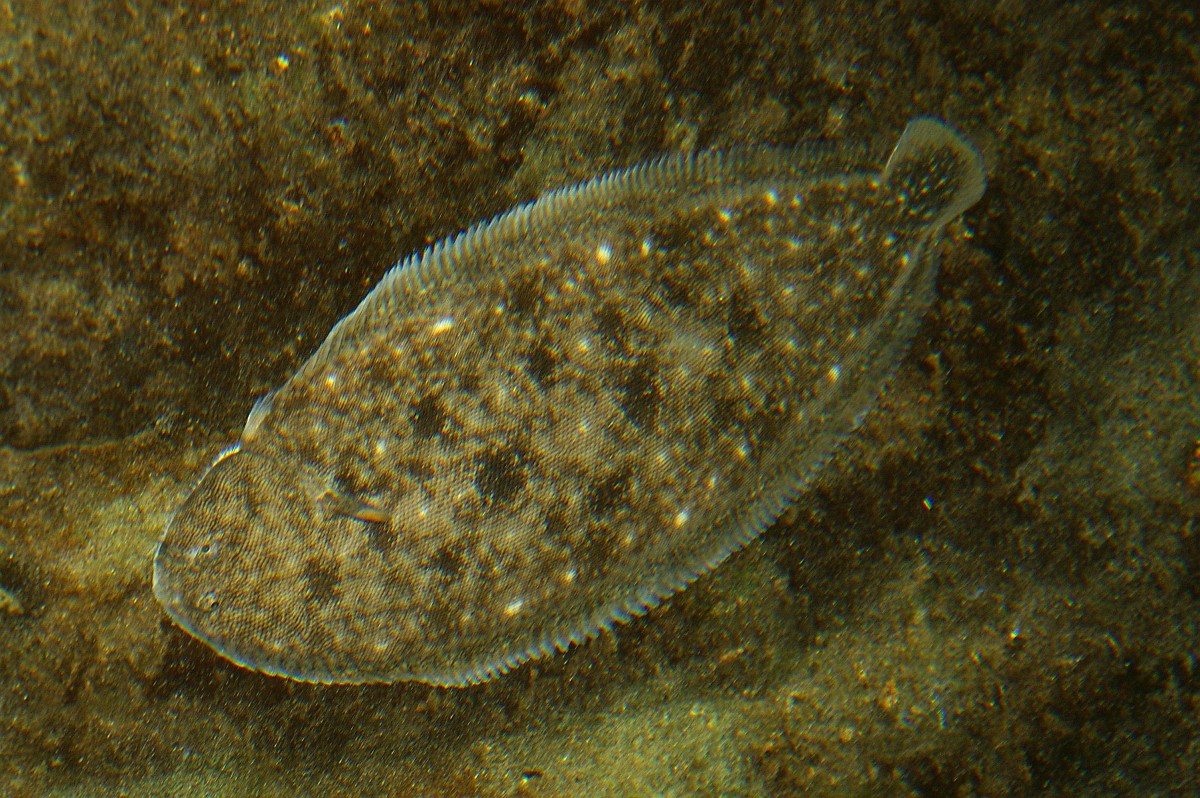 solea-solea-common-sole